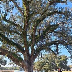Der "singende Baum" mit verschiedenen Windspielen, je nach Wind laut oder leise klingen