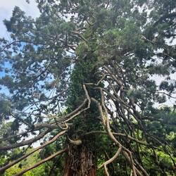 Giant Séquoia on Redwood