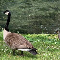 bernache du Canada ou oie noire