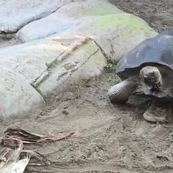 Galapagos-Schildkröte in Eile