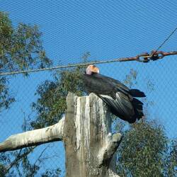 kalifornischer Kondor