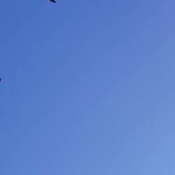 Hitchcock lässt grüßen.