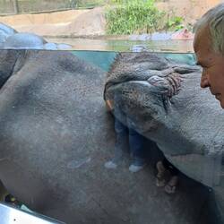 schlafende Flußpferde