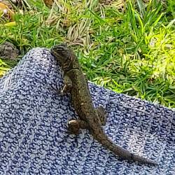 ... staunende Erdbewohner auf unsrem Teppich 😉