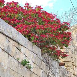 Erwachsener Weihnachtsstern