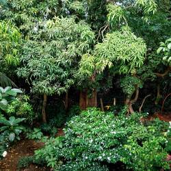 Hinter dem Haus der Obstgarten