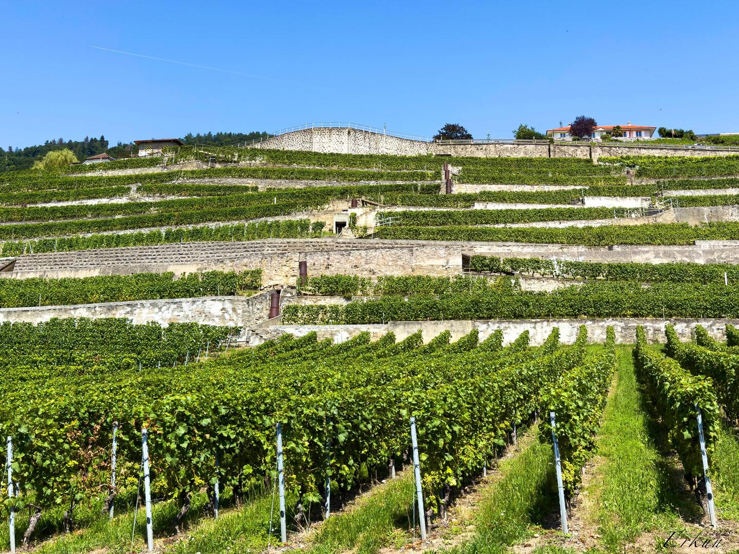 Our apartment for the next three nights is somewhere amongst these vineyards — Saint-Saphorin.