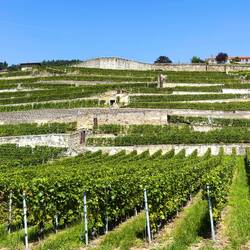 Our apartment for the next three nights is somewhere amongst these vineyards — Saint-Saphorin.