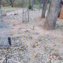 Invarsive Pflanzen die entdeckt und vernichtet werden.