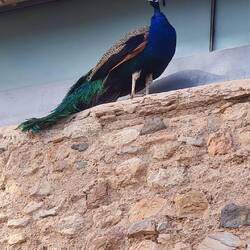 Oben auf der Burg begrüßte uns ein PFAU. Mein Vater hatte mal das KfZ-Kennzeichen PF AU 224