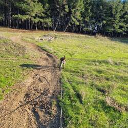 Zwar nicht so schnell, aber dafür auch nicht so laut wie die Fahrzeug auf dieser Strecke sonst.