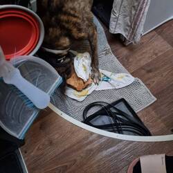 Da darf jemand den Eierkarton fleissig auseinandernehmen.