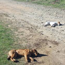 Und dann schön in die Sonne liegen