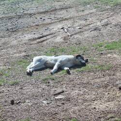 Da schmilzt doch das Herz.
