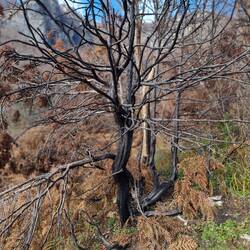 Auch hier scheint es mal gebrannt zu haben.