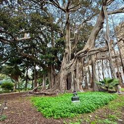 Giardino Garibaldi, ältester Ficus Palermos, ca 180 Jahre, Umfang 27m