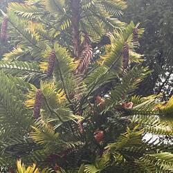 Wollomie Pine with pine cone seeds !!