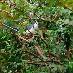 Ein Weißkehl-Elsterhäher oder Urraca