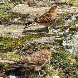 Chimango Caracara
