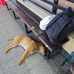 Der Hund in Calama war genauso erschöpft wie wir nach über 22 Stunden Busfahrt.