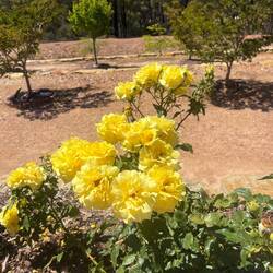 Roses surrounding the Stupa