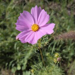Kosmee im Runyon Canyon