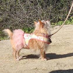 Elegant gekleidetes Hündchen im Tutu.