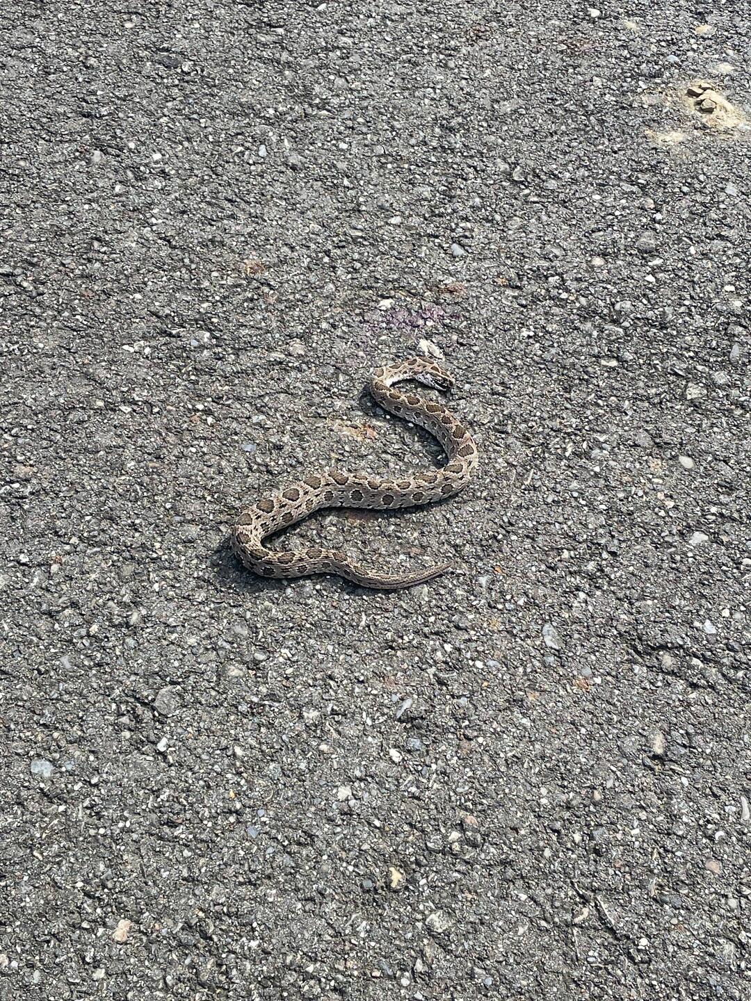 gerade versehentlich eine Schlange mit dem Rad überfahren, ob man die wohl essen kann ?