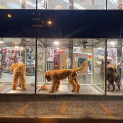 apropos : hier kann man auch Hunde im Supermarkt kaufen...