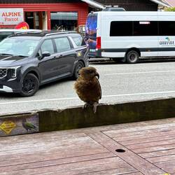 Een Kea