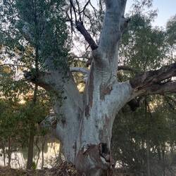 A widow maker river gum