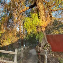 The walk begins at Jerilderie