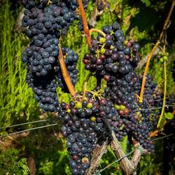 The UNESCO-listed terraced vineyards of Lavaux — Saint-Saphorin, Switzerland.