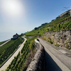 Vehicles negotiate these narrow roads amongst the terraced vineyards of Lavaux.