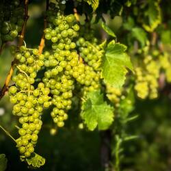 The UNESCO-listed terraced vineyards of Lavaux — Saint-Saphorin, Switzerland.