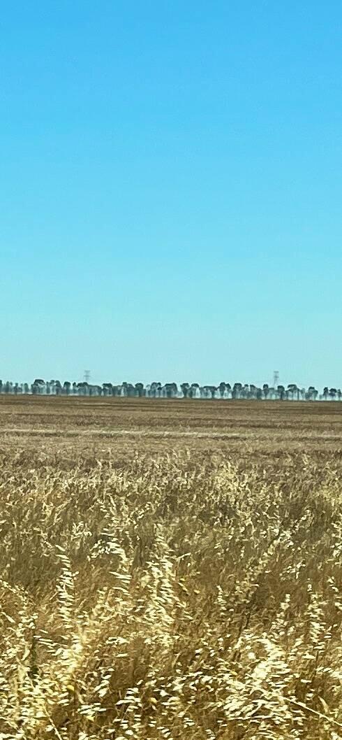 Ghost trees on the horizon- it's flat from Jerilderie to Wagga
