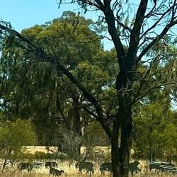 Shadow sheep made of tin