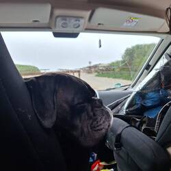 Nach Maps total Kollaps, späte Päuse