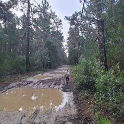 Ab in den Wald, Boje freuts