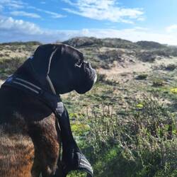 Hilft nichts, hinter den Dünen ist bürsten schöner