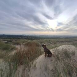 Boje schaut nach den Verursachern der Pfote abdrücke im Sand