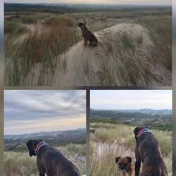 Der große passt auf