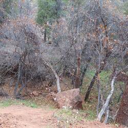 Der Stein wurde tatsächlich vom Bäumchen aufgehalten.
