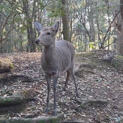 Deer in primeval forest