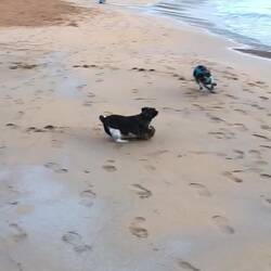 Ein absolutes Tummel-Paradies für Peppi und Cleo