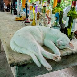 Na, nen Kater ? 😂