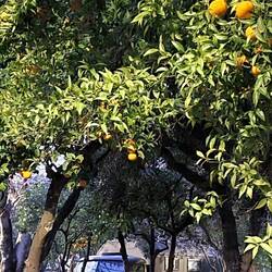 Stellplatz zwischen Orangenbäumen