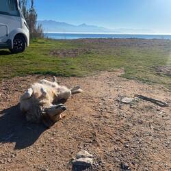 Klara fühlt sich sauwohl bei uns 😍
