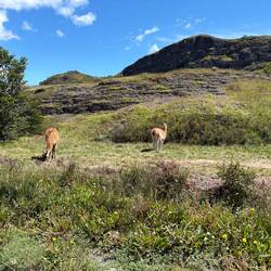 Guanacos!