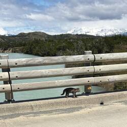 Geoffery Cats- wild cats the size of domestic cats